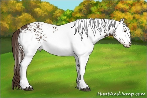 Horse Color:White Spotted Liver Chestnut 