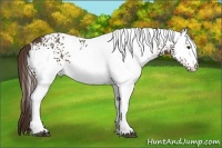 Horse Color:White Spotted Liver Chestnut 