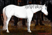 Horse Color:Bay Dun Splash Tobiano Frame Blanket