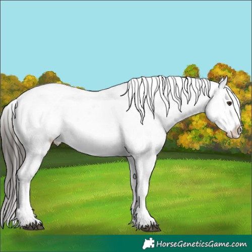 Horse Color:Liver Chestnut Sabino Appaloosa 