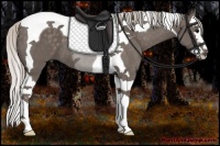 Horse Color:Silver Black Splash Tobiano 