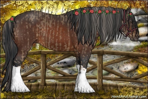 Horse Color:Chocolate Palomino  and Bay 