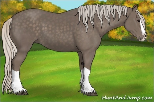 Horse Color:Silver Black Splash 