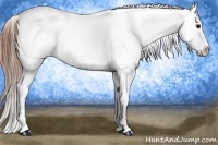 Horse Color:Blue Roan Appaloosa Rabicano