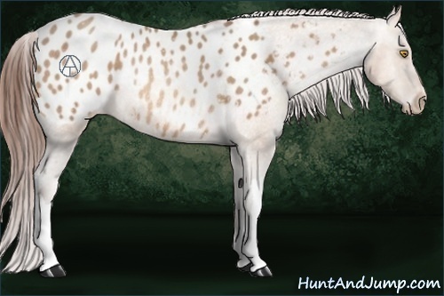 Horse Color:Amber Champagne Appaloosa Rabicano 