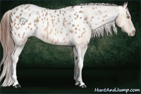 Horse Color:Amber Champagne Appaloosa Rabicano 