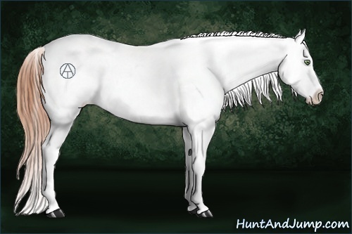 Horse Color:Amber Champagne Roan Appaloosa 