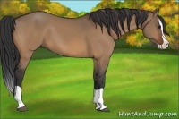 Horse Color:Bay Dun Splash