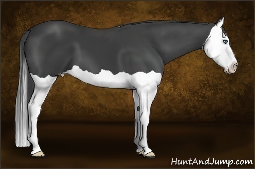 Horse Color:Smoky Black Splash 