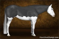 Horse Color:Smoky Black Splash