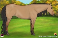 Horse Color:Bay Dun
