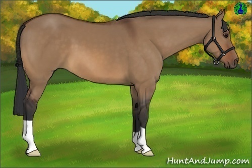 Horse Color:Bay Dun