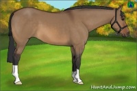 Horse Color:Bay Dun