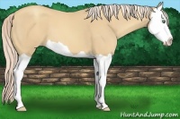 Horse Color:Gold Cream Champagne Splash 