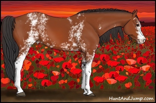 Horse Color:White Spotted Bay 