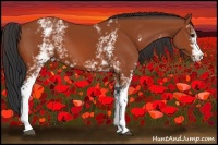 Horse Color:White Spotted Bay 