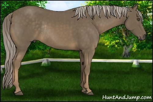 Horse Color:Chocolate Palomino Rabicano