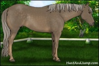 Horse Color:Chocolate Palomino Rabicano 