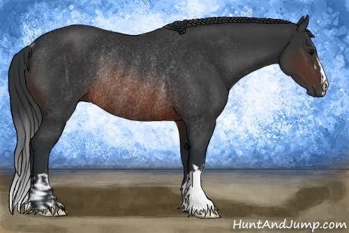 Horse Color:Brown Rabicano  and Brown Rabicano 