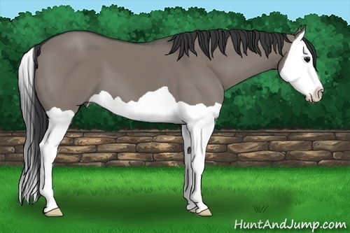 Horse Color:Grullo Splash 