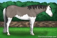 Horse Color:Grullo Splash 