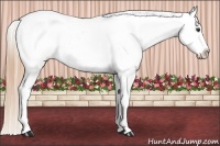 Horse Color:Liver Chestnut Appaloosa