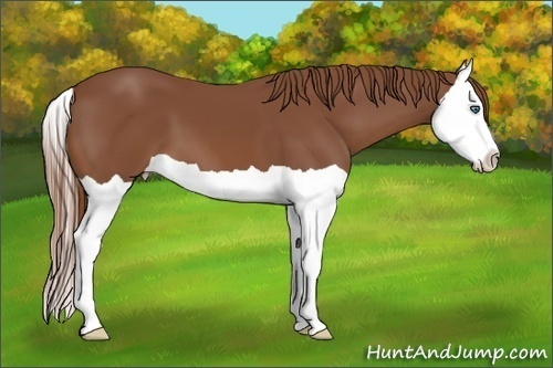 Horse Color:Chestnut Splash 