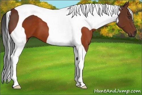 Horse Color:Brown Tobiano