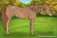 Horse Color:Chestnut  Brindle