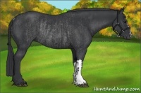 Horse Color:Black Rabicano  and Black Rabicano 