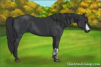 Horse Color:Black and Black
