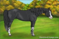 Horse Color:Black Splash  and Black Splash 