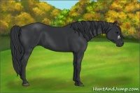Horse Color:Black and Black