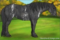 Horse Color:White Spotted Black  Brindle