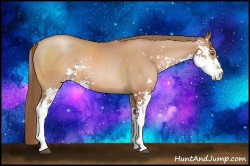 Horse Color:Bay Pearl Sabino 