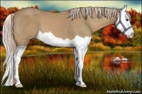 Horse Color:Palomino Splash