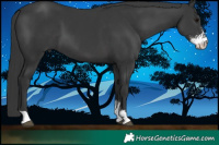 Horse Color:Black Sabino 