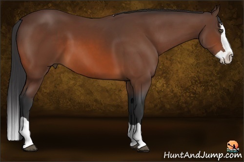 Horse Color:Bay Splash 