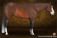 Horse Color:Bay Splash 