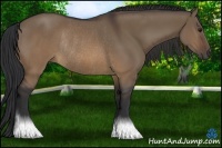 Horse Color:Brown Dun Rabicano 