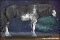 Horse Color:Black Sabino  Brindle