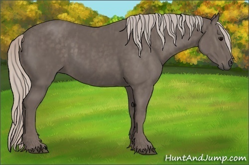 Horse Color:Silver Black Brindle