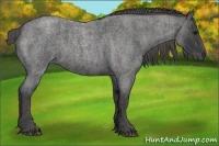 Horse Color:Blue Roan Brindle