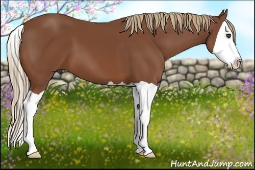 Horse Color:Chestnut Splash 
