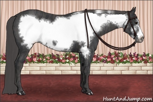 Horse Color:Black Frame  Brindle