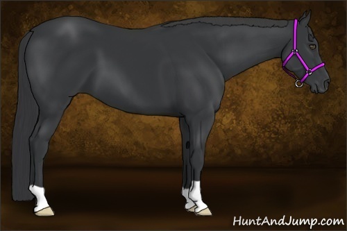 Horse Color:Black 