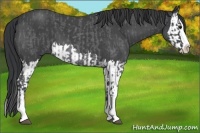 Horse Color:Blue Roan Splash  and Blue Roan Splash 