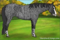 Horse Color:Blue Roan Splash  and Blue Roan Splash 