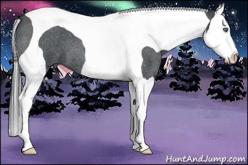 Horse Color:Blue Roan Splash Tobiano