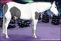 Horse Color:Blue Roan Splash Tobiano